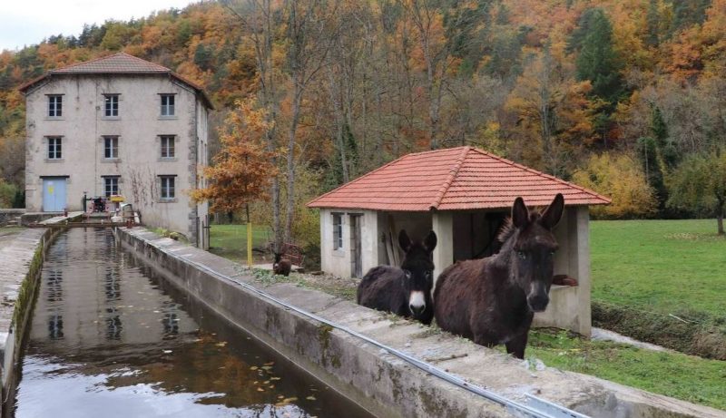 Construit en 1923, le moulin d’Aurouze (Haute-Loire) a été longtemps abandonné puis repris par des locaux. Retour sur l’histoire de ce moulin centenaire.